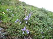 Trykk for å vise stort bilde