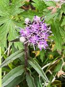 Vi botaniserer 1: Fjelltistel.