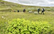 Lettgått terreng 1: Parvis over flata med ei tue fjellmarikåpe i forgrunnen.